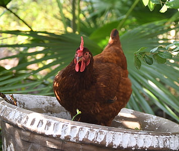 rhode island red, chicken, hen, comb, poultry, bird, fowl