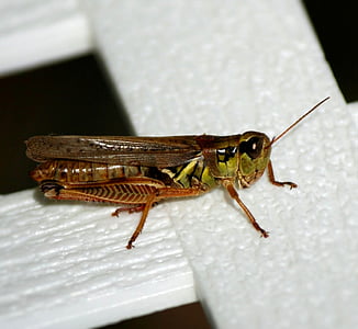 Sprinkhaan, Locust, insect, antenne, Cricket, Pest, bug