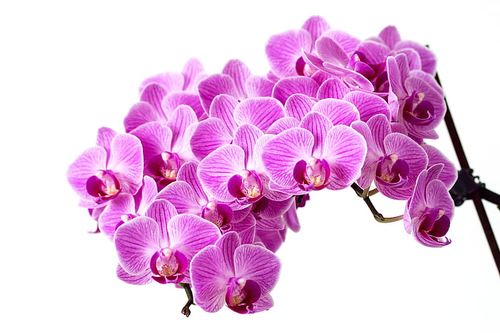 kukka, vaaleanpunainen, Orchid, Flora, Kukinto, violetti, Luonto