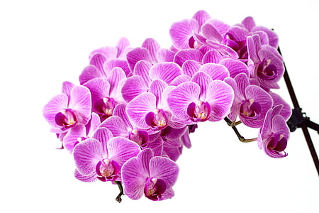 květ, růžová, orchidej, Flora, květenství, fialová, Příroda