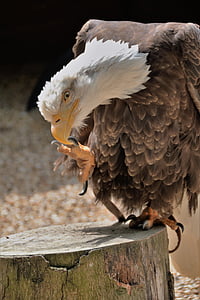 білоголовий орлан, Talon, птах, дикої природи, здобич, лисий, полювання