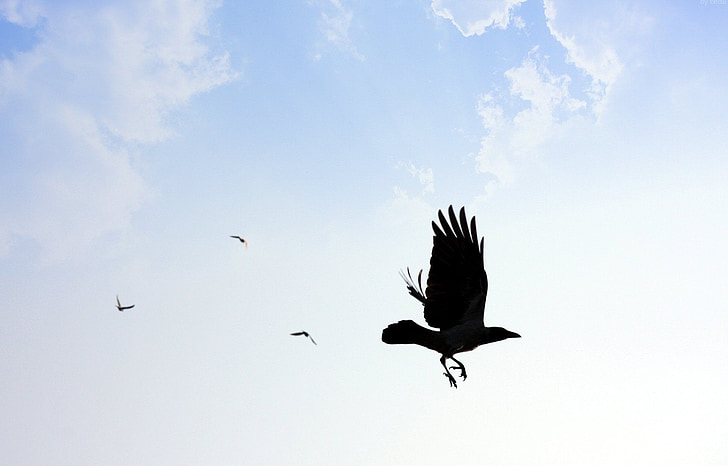 mod, fugl, blå, skyer, flyvende, Hawk, Sky