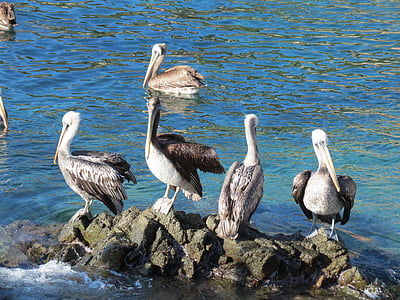 Pelikanen, zee, rotsen, Ave, zomer