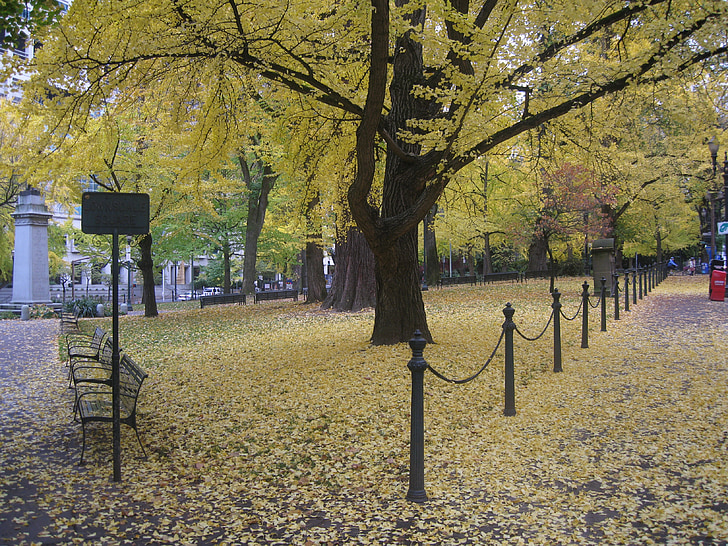 Portland, Portland oregon, vacker natur, träd, hösten, faller