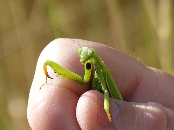 Mantis religiosa, Mantis, main, pris au piège, insecte, en détail, Plegamans