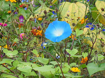 virnat, kukat, sininen, Luonto, kukka niitty, lehti, kasvi
