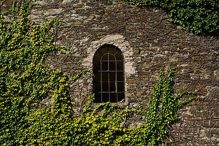 pared, muro de piedra, vid, muy crecido, pared de piedra natural, hojas, piedras
