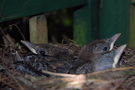 Blackbird гніздо, дроздів, гніздо, курячі, Blackbird kücken, молодняк птаха, Пташине гніздо