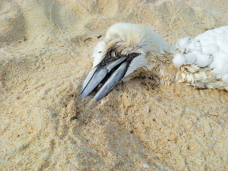 smrt, mrtva ptica, plaža, okoliš, mrtvih, ptica, priroda