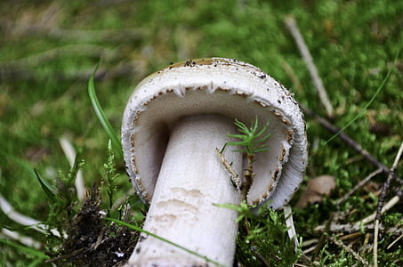 mushroom, forest, nature, autumn, moist, mushroom picking, perlpilz