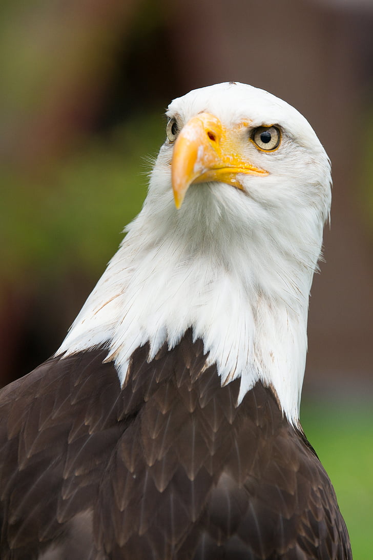 Adler, våben af bird, Raptor, Luk, fugleperspektiv, Bald eagles, fjerdragt