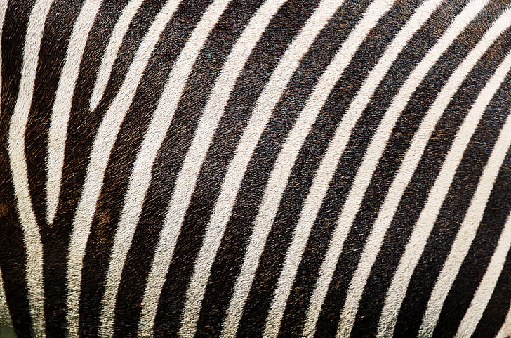 Zebra, zebra mintás, Zebra szőrme, csíkok, szőrme, állat print, háttér