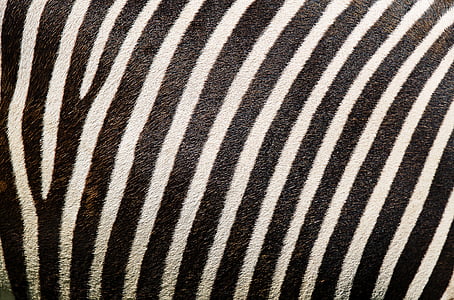 Zebra, motif zèbre, fourrure de zèbre, Stripes, fourrure, imprimé animal, arrière-plan