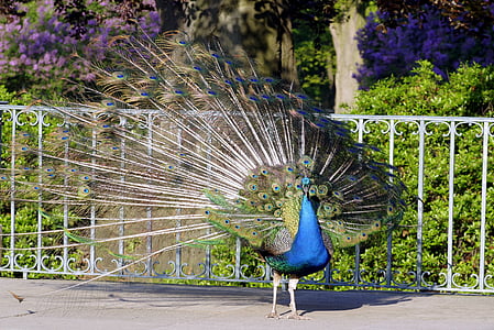 peacock, bird, park tail, peacock eye, tom, pen, nature