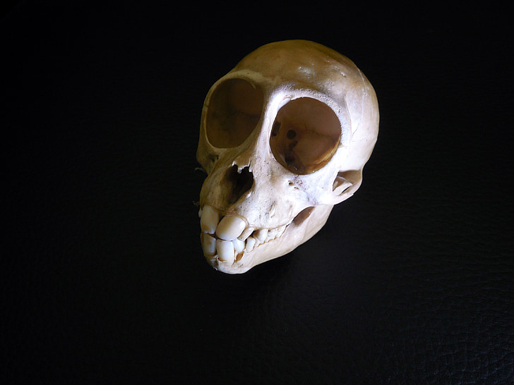 crani, OS, esquelet, OS del crani, crani amb ossos creuats, estrany, primats