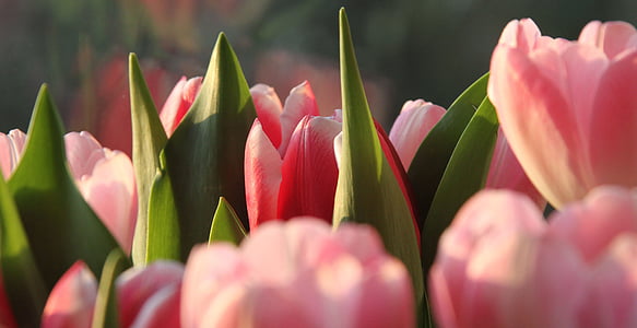 tulipány, Farba, ružová, kvet, jar, kvet, Príroda