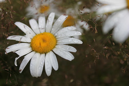 kvet, letné, Daisy