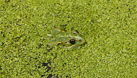 개구리, 그린, 물, 수 륙 양용, 연못, 자연, 연못 개구리