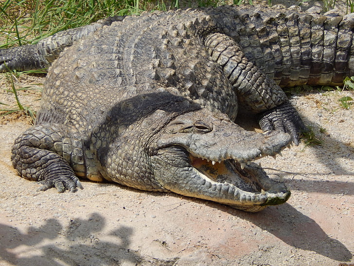 krokodil, Zoološki vrt, životinja