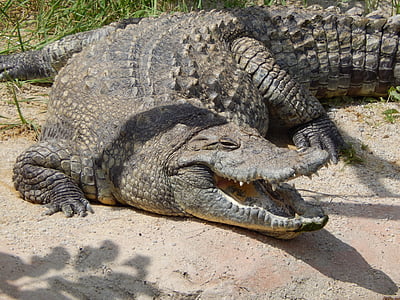 krokodille, Zoo, dyr