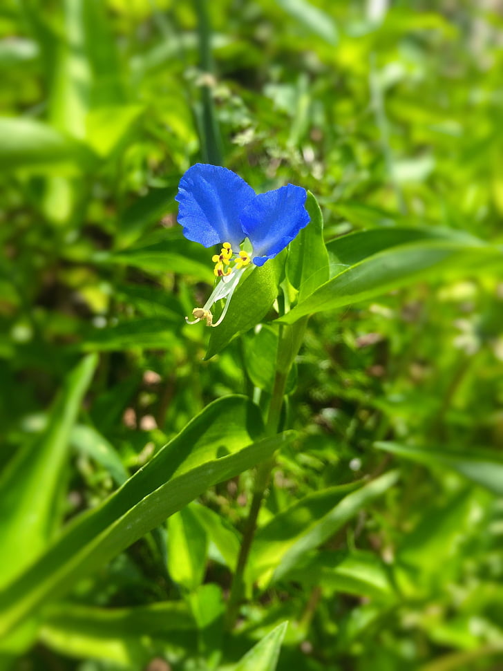 Commelinaceae, flores, azul, azul-violeta, amarelo, folha, verde