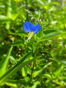 dayflower, cvetje, modra, modro-vijolična, rumena, listov, zelena