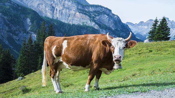 con bò, Meadow, đồng cỏ, dãy núi, sừng, màu đen và trắng, nông nghiệp