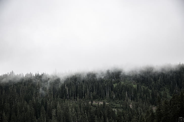 nature, landscape, trees, woods, fog, clouds, sky