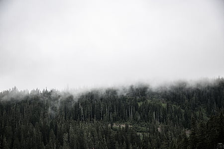 nature, paysage, arbres, bois, brouillard, nuages, Sky