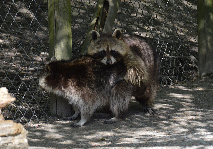 raccoon, pair, for two, togetherness, couple, cute