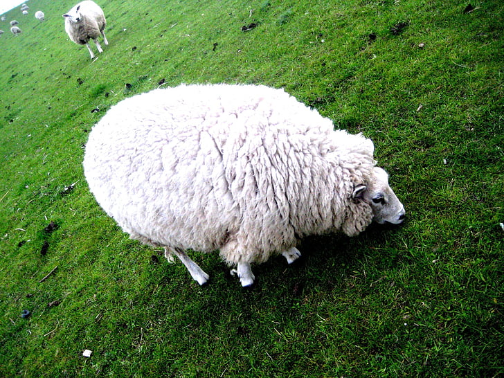 овцы, Природа, животное, шерсть, пастбище, трава, ферма