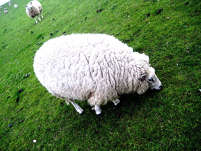 sheep, nature, animal, wool, pasture, grass, farm
