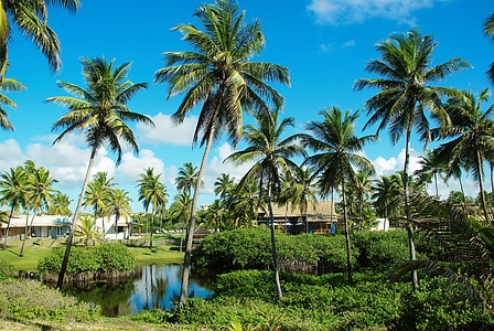 brazilwood, beach, coconut trees, holiday, tropical, paradise, exotic