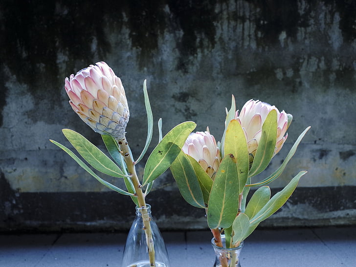 flor, planta, verde, protea del rey, floración, en plena floración, Close-up