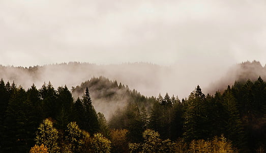 Oregon, montañas, salida del sol, amanecer, niebla, bosque, árboles