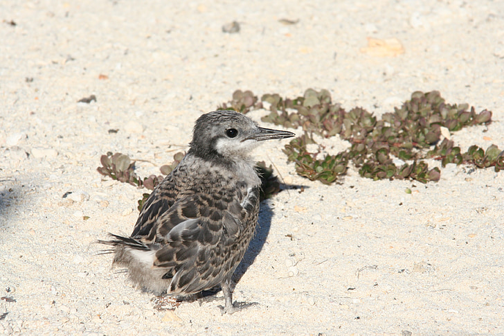 grey backed tern, partly feathered, baby, standing, beach, island, waterfowl