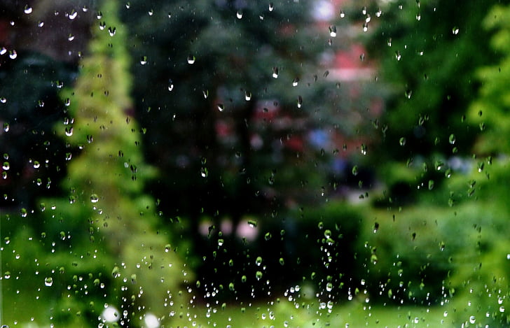 hujan, menetes, jendela, pohon