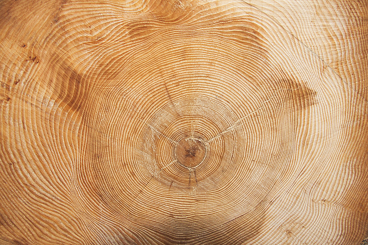 tree, year, annual rings, wood ring, annular, grain, wood formation