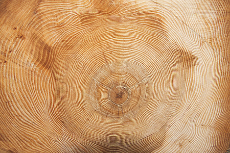 arbre, année, cernes annuels, anneau de bois, annulaire, grain, formation du bois
