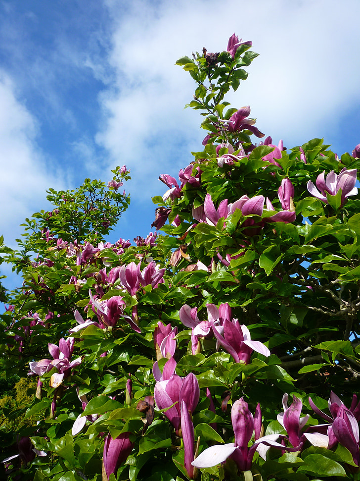 Tulipanowiec, Magnolia, niebo, drzewo