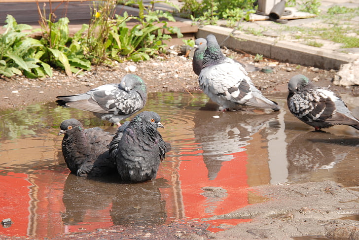 pigeon, bird, bath, water, mud, summer, hot