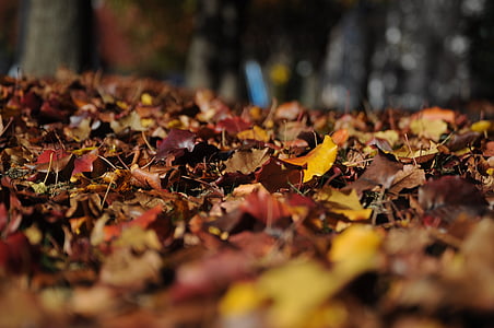 fallen, dried, autumn, forest, Leaves, Autumn, Fall, Nature