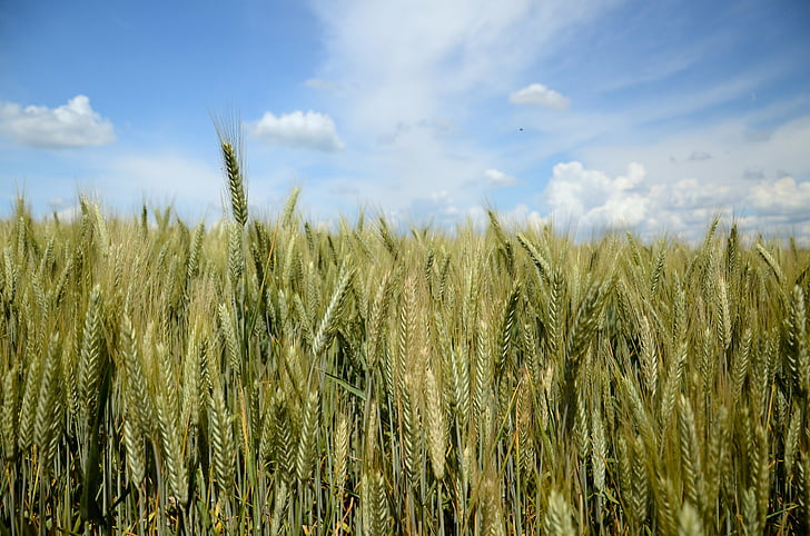 wheat, rye, triticale, field, corn, harvest, village