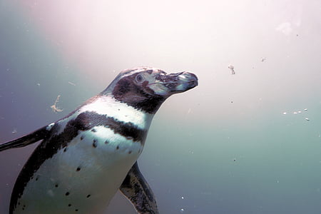 pinguin, apa, pasăre, înot, animale, Humboldt, proiect de lege