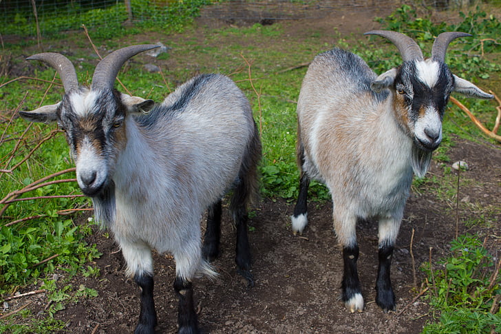animals, goats, swedish, cute, farm