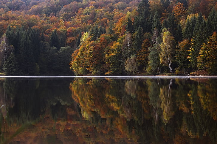 отражение, фотография, дървета, река, езеро, вода, растителна
