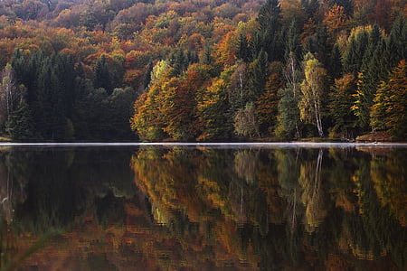 reflexió, fotografia, arbres, riu, Llac, l'aigua, planta