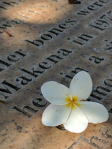 Plumeria, túmulo, Maui