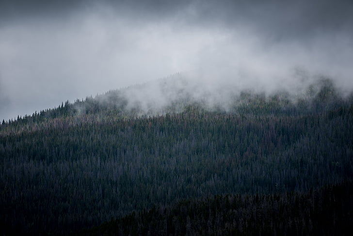 krajina, Fotografie, Hora, mrak, strom, mlha, mlha
