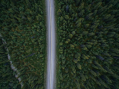 aerial, photography, grey, concrete, road, dense, forest